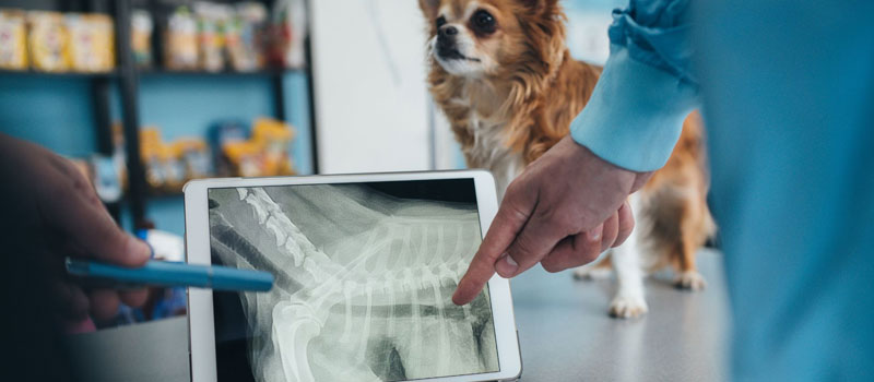 Portable Pet X-Ray Service at Home in Bhandup